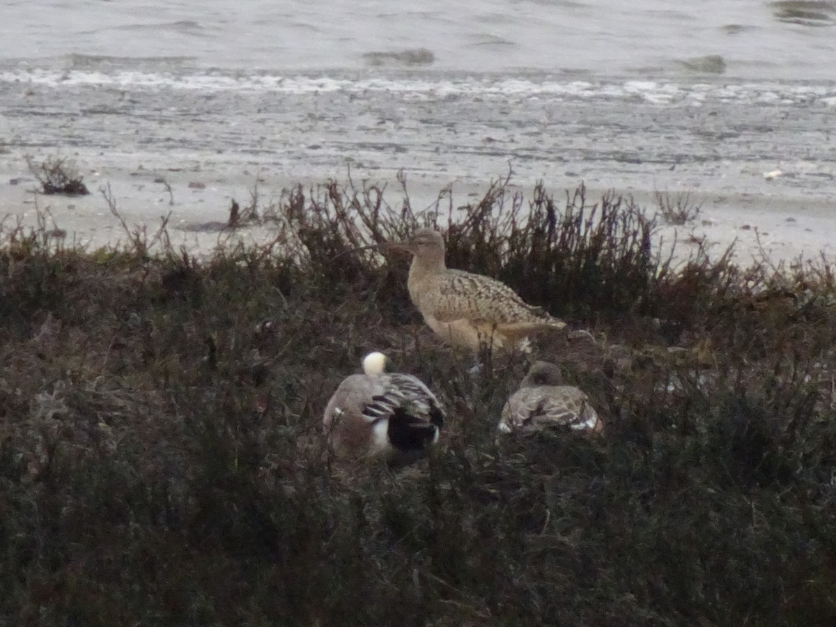 Long-billed Curlew - ML629735274