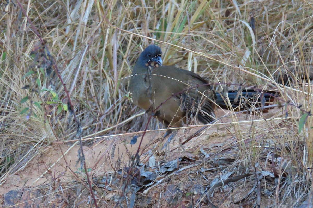 Rufous-vented Chachalaca - ML629735282