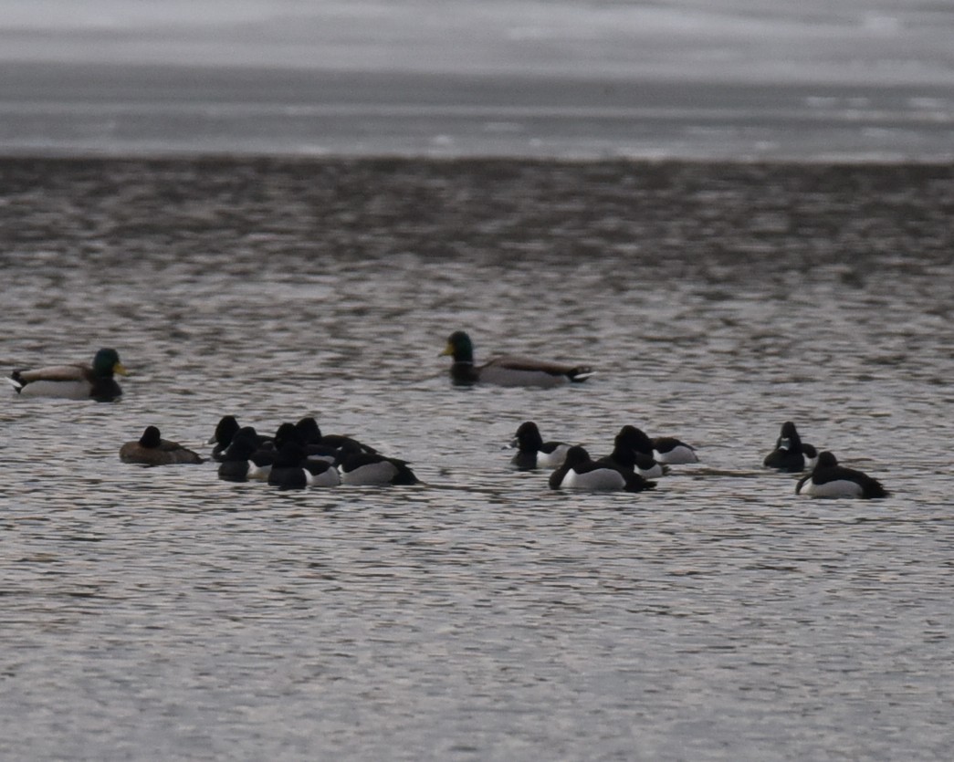 Ring-necked Duck - ML629735600