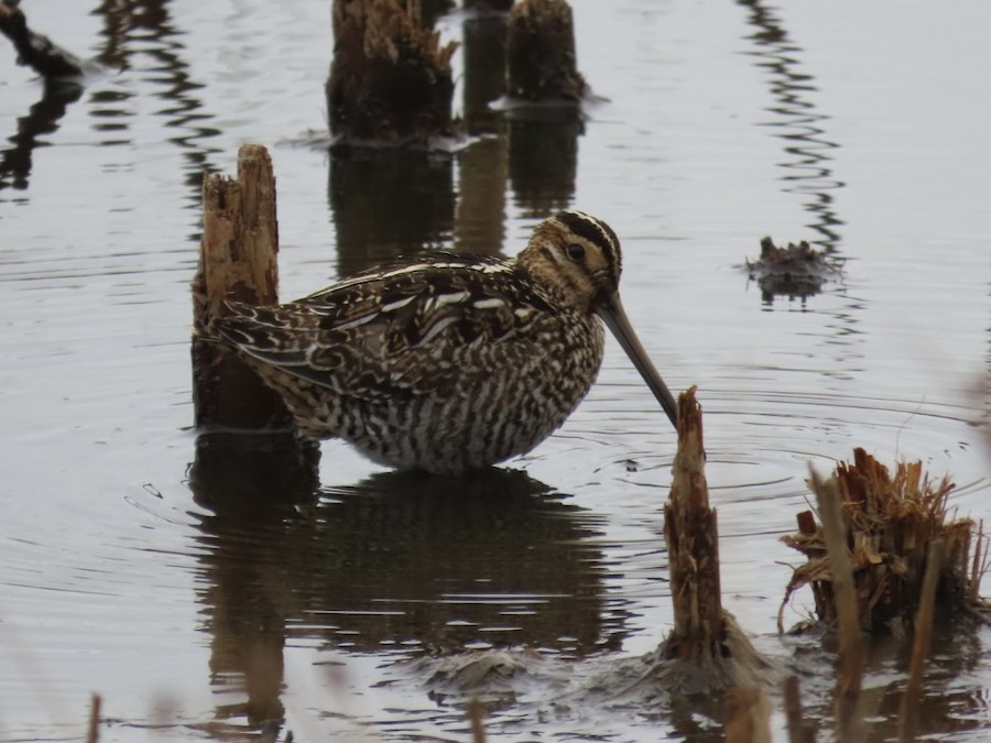 Wilson's Snipe - Ruth Bergstrom