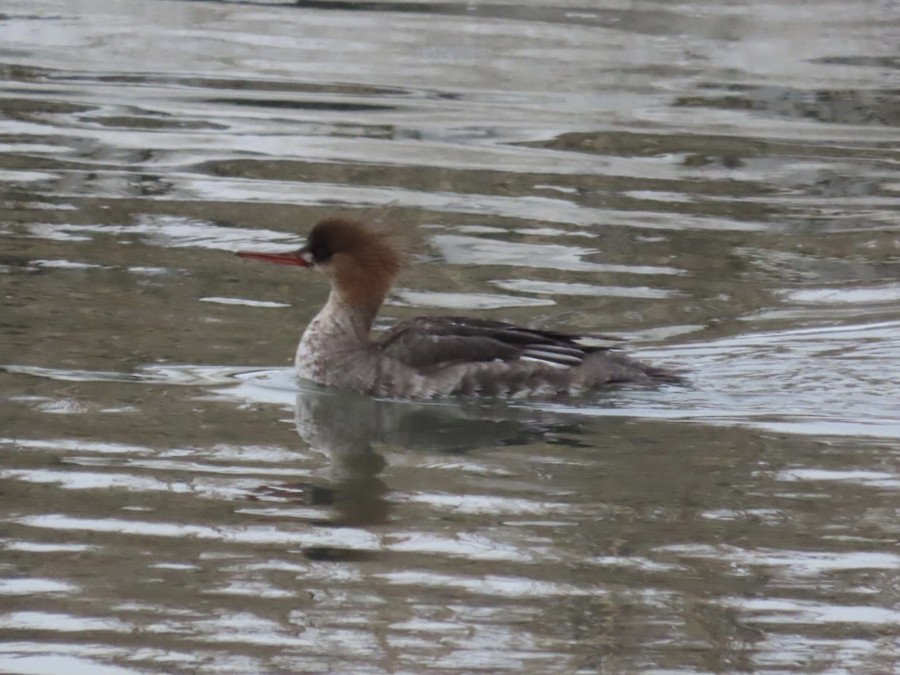 Red-breasted Merganser - Ruth Bergstrom