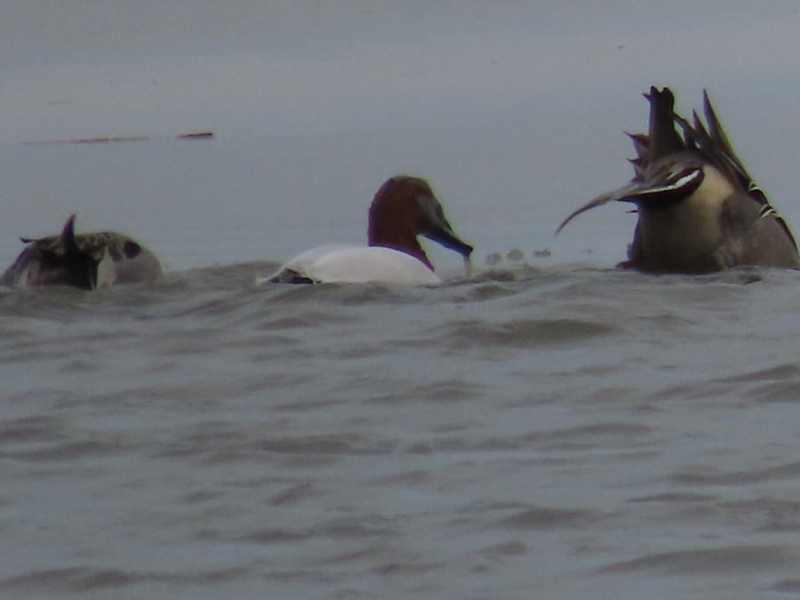 Canvasback - Ruth Bergstrom