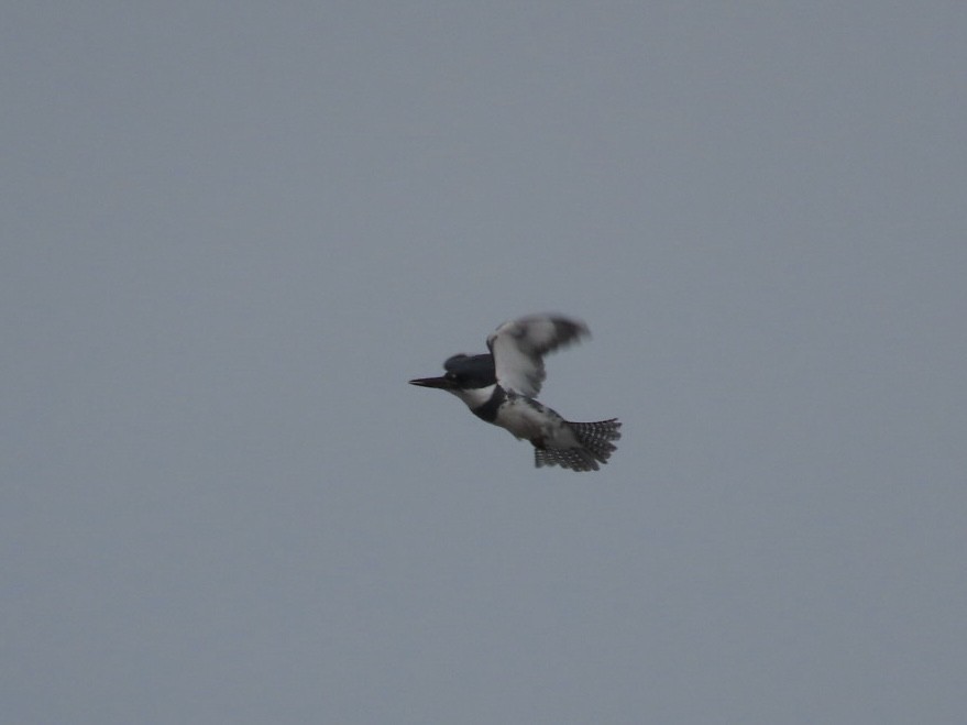 Belted Kingfisher - Ruth Bergstrom