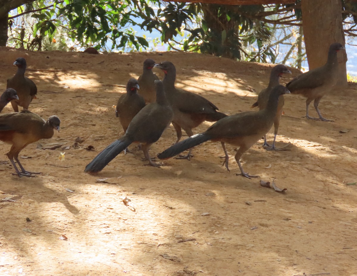 Rufous-vented Chachalaca - ML629735710