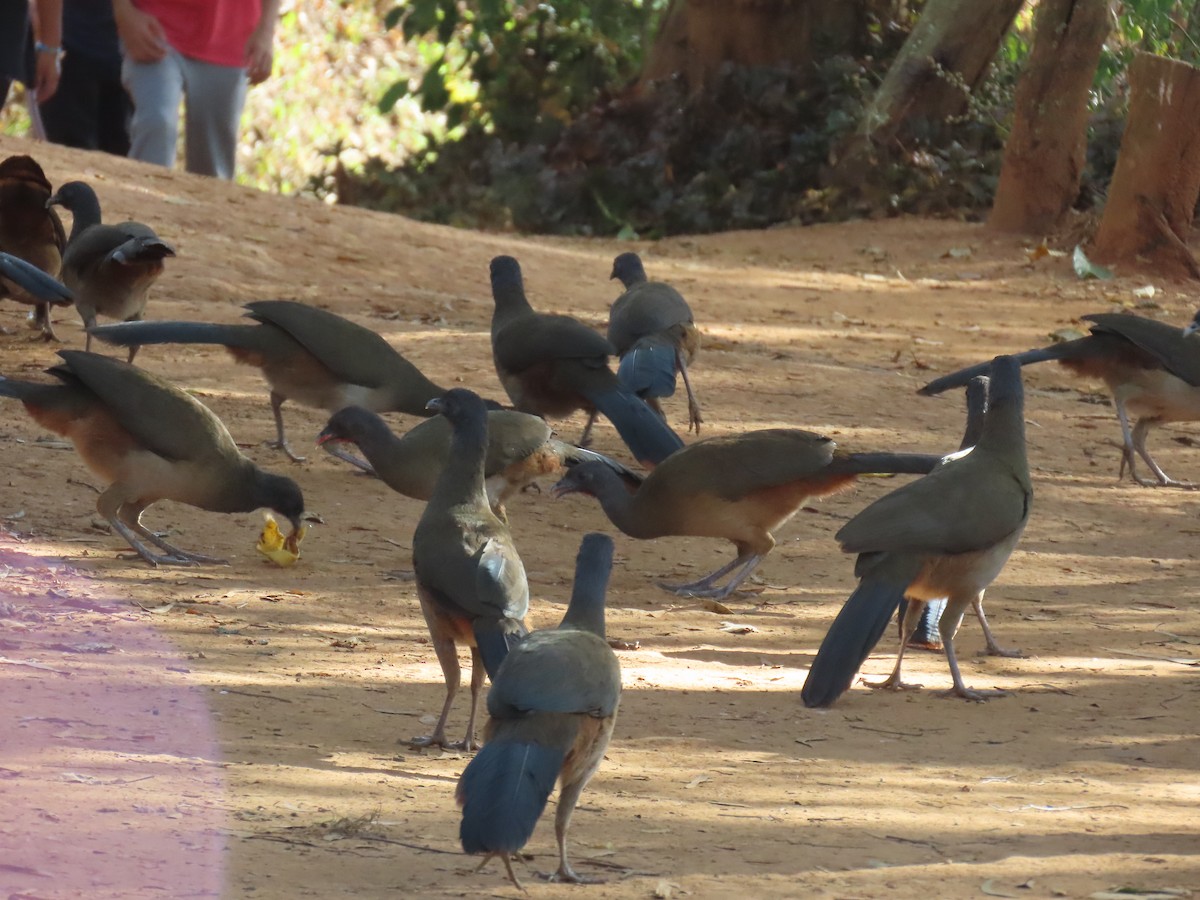 Rufous-vented Chachalaca - ML629735711