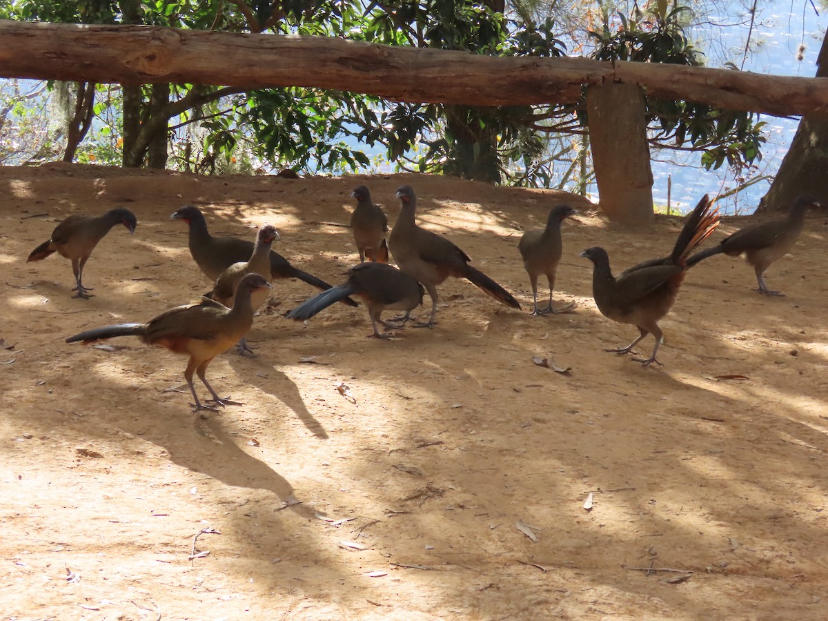 Rufous-vented Chachalaca - ML629735713