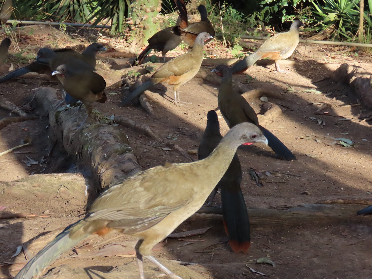 Rufous-vented Chachalaca - ML629735714