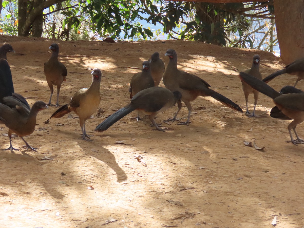 Rufous-vented Chachalaca - ML629735715