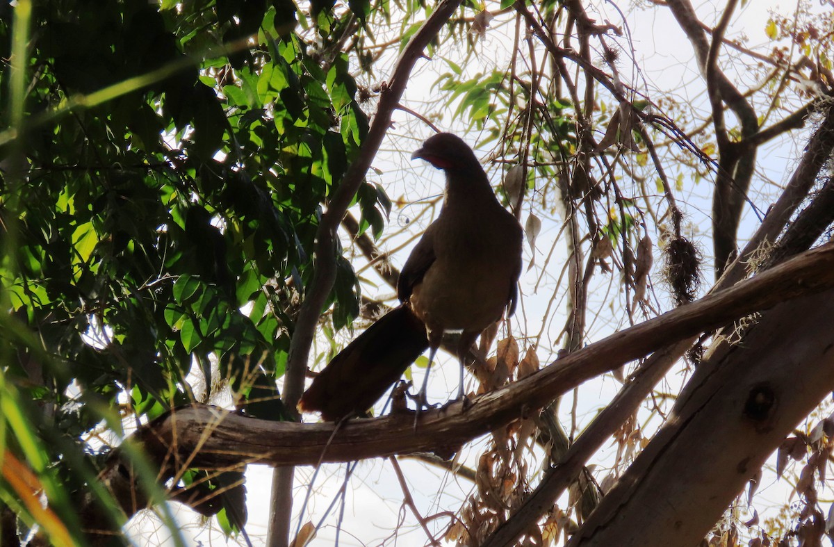 Rufous-vented Chachalaca - ML629735942