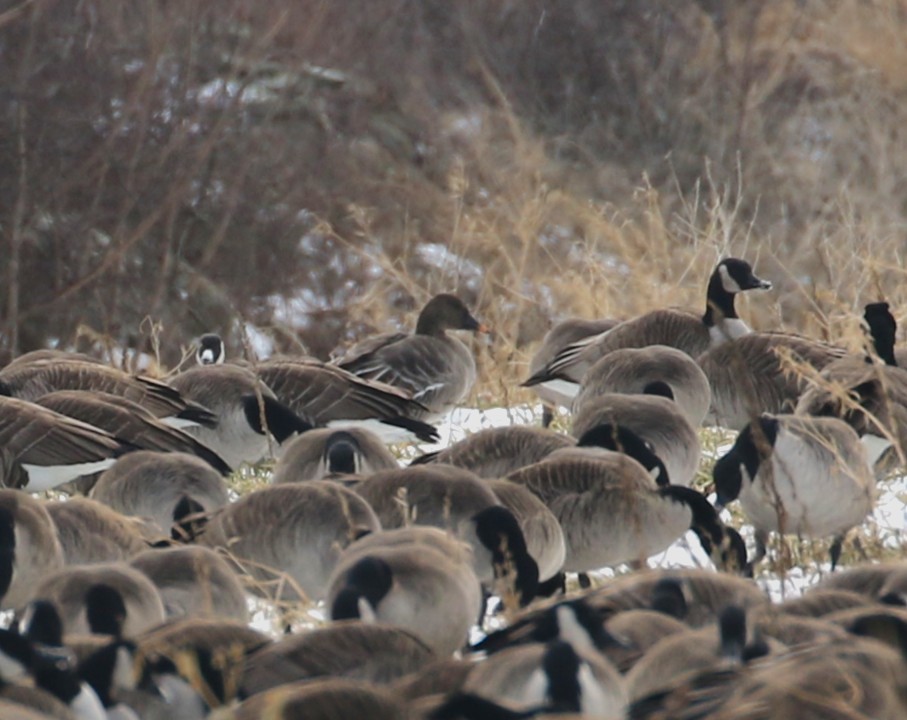 Tundra Bean-Goose - ML629735944
