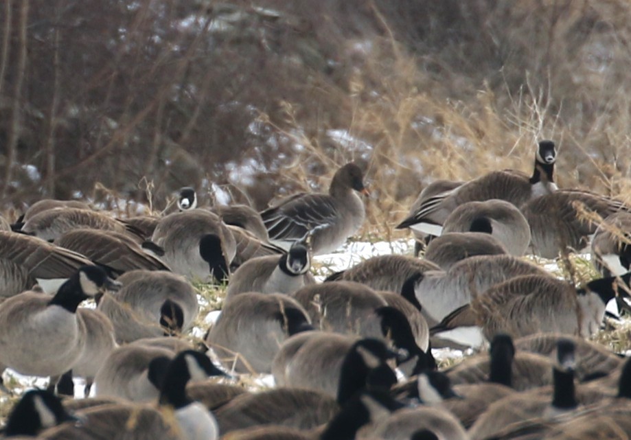 Tundra Bean-Goose - ML629735946