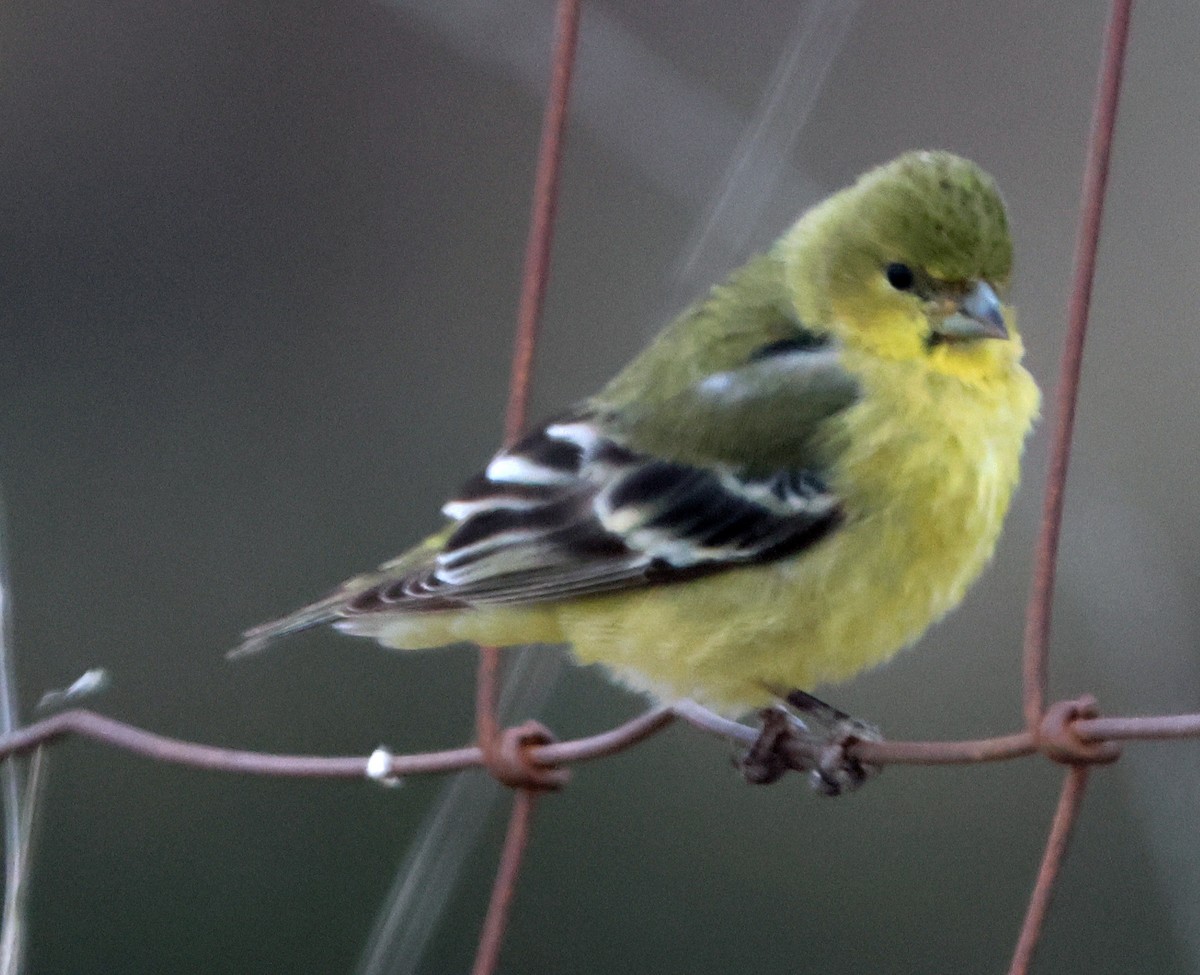 Lesser Goldfinch - ML629735994
