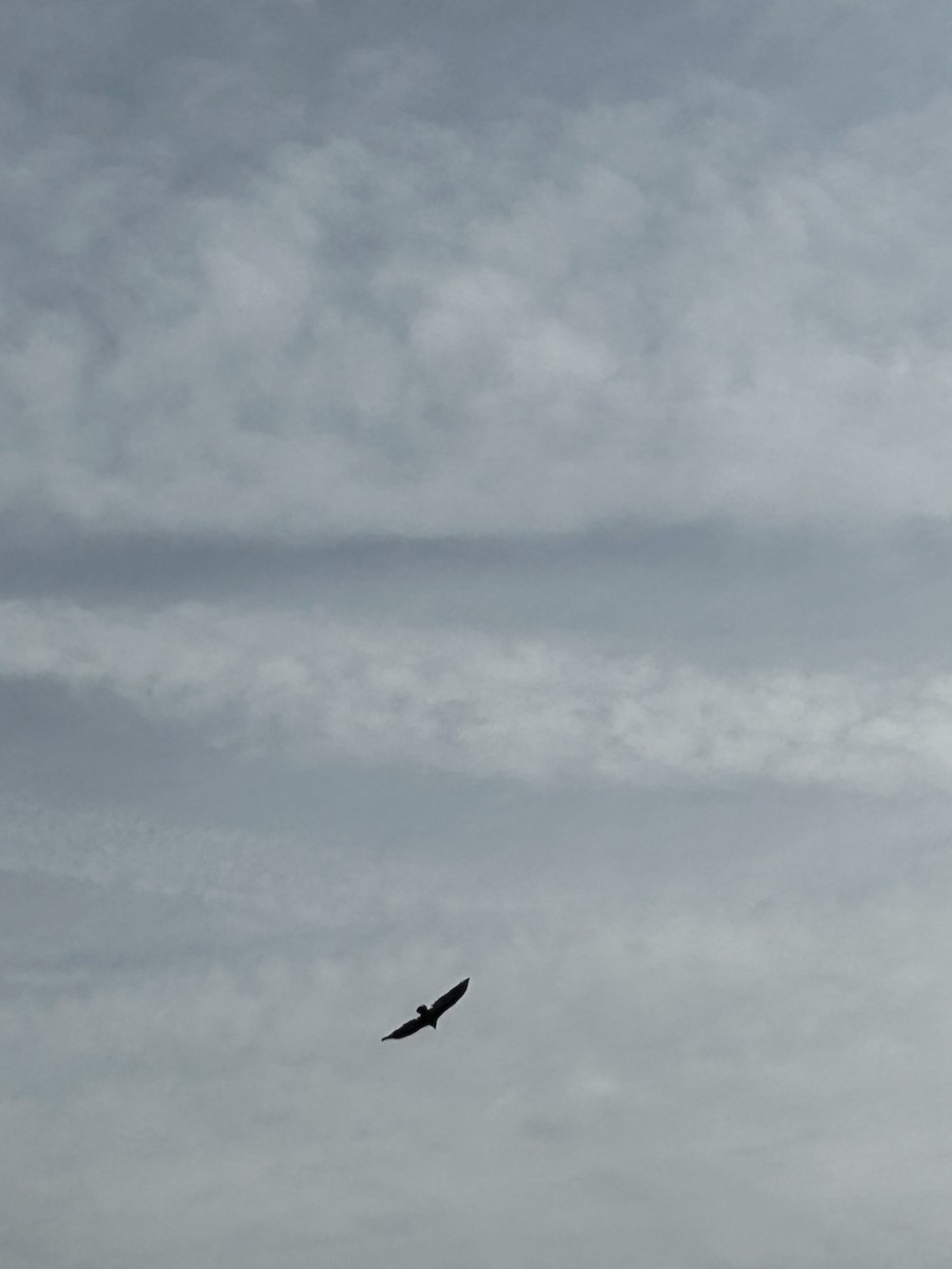 Turkey Vulture - ML629736014