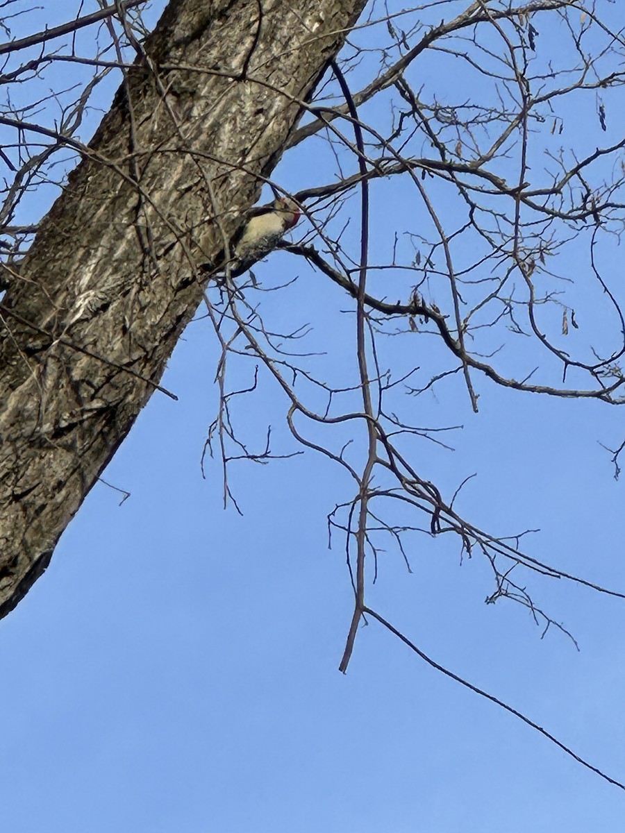 Red-bellied Woodpecker - ML629736059