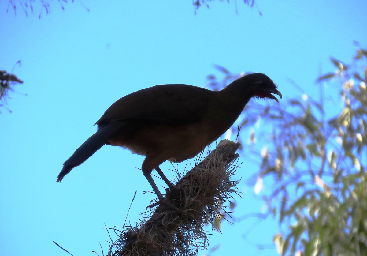 Rufous-vented Chachalaca - ML629736068