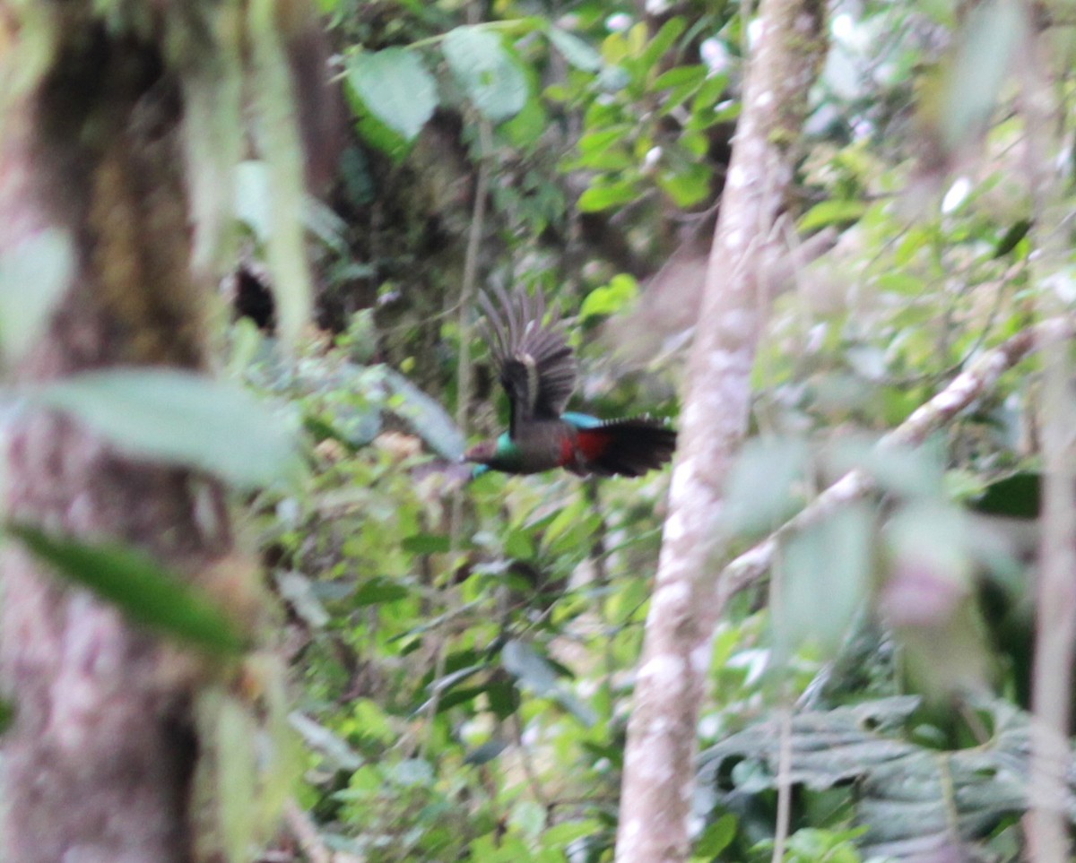 Quetzal doré - ML629736073