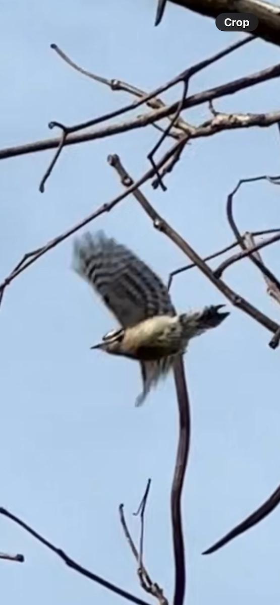 Downy Woodpecker - ML629736075