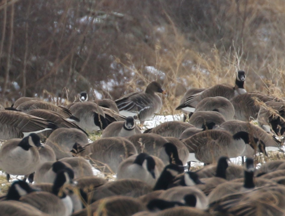 Tundra Bean-Goose - ML629736115