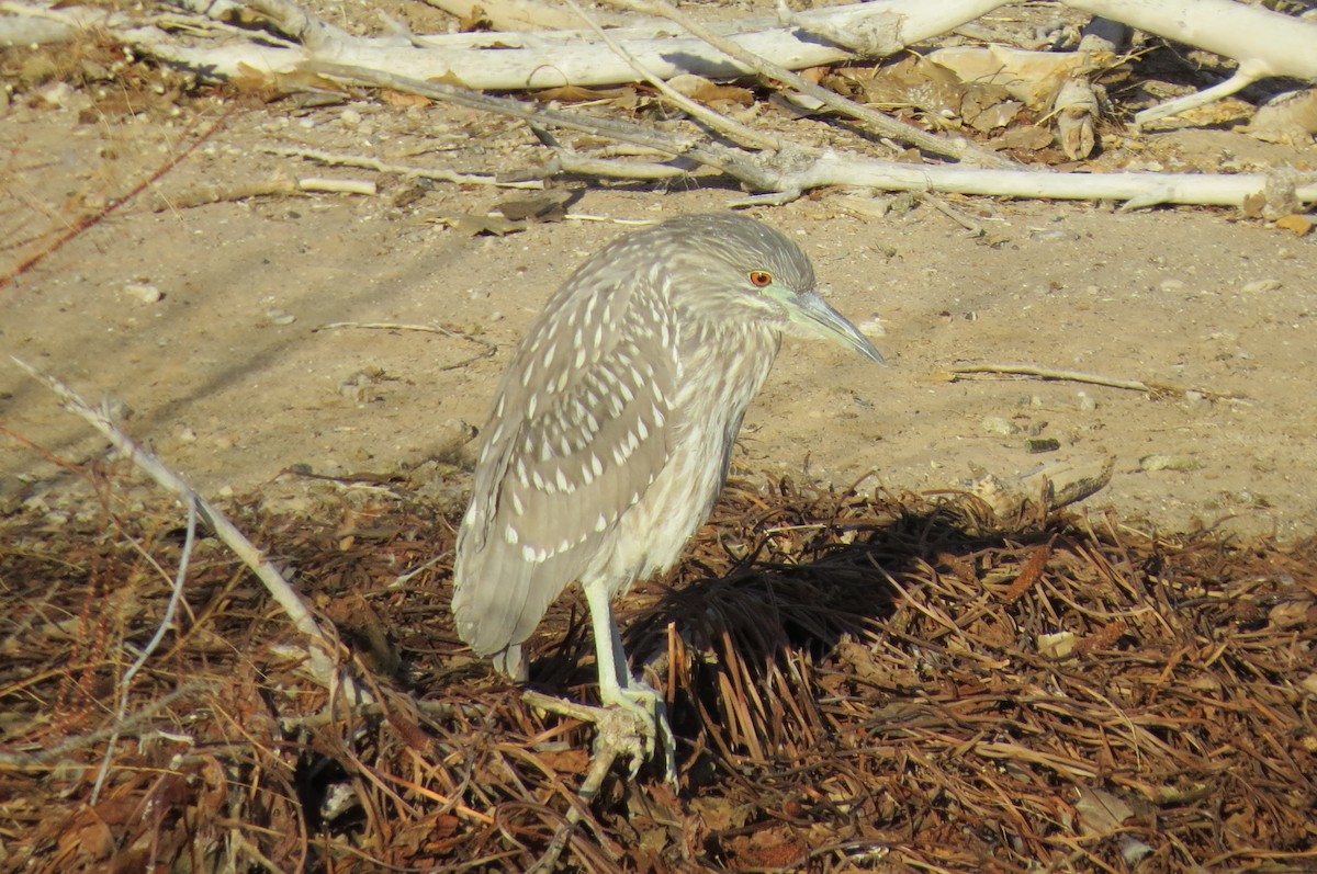 Black-crowned Night Heron - ML629736246