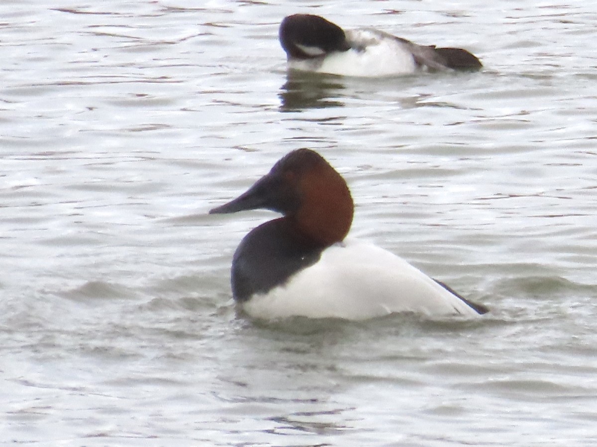 Canvasback - ML629736277