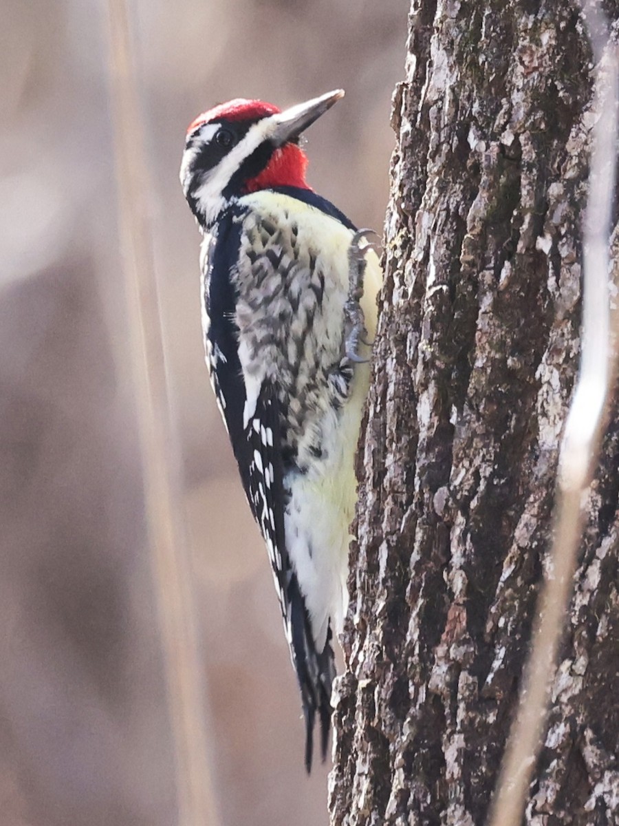 Yellow-bellied Sapsucker - ML629736298