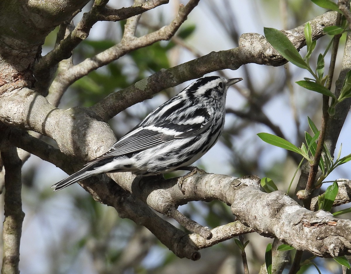Black-and-white Warbler - ML629736396