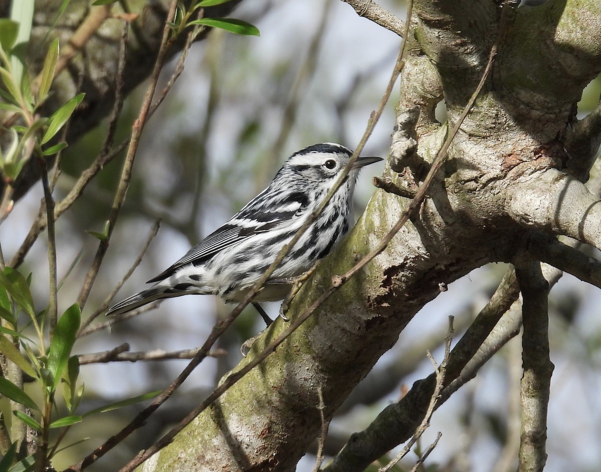 Black-and-white Warbler - ML629736397