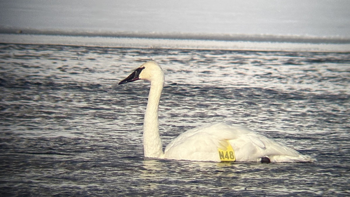Trumpeter Swan - Devin Banning