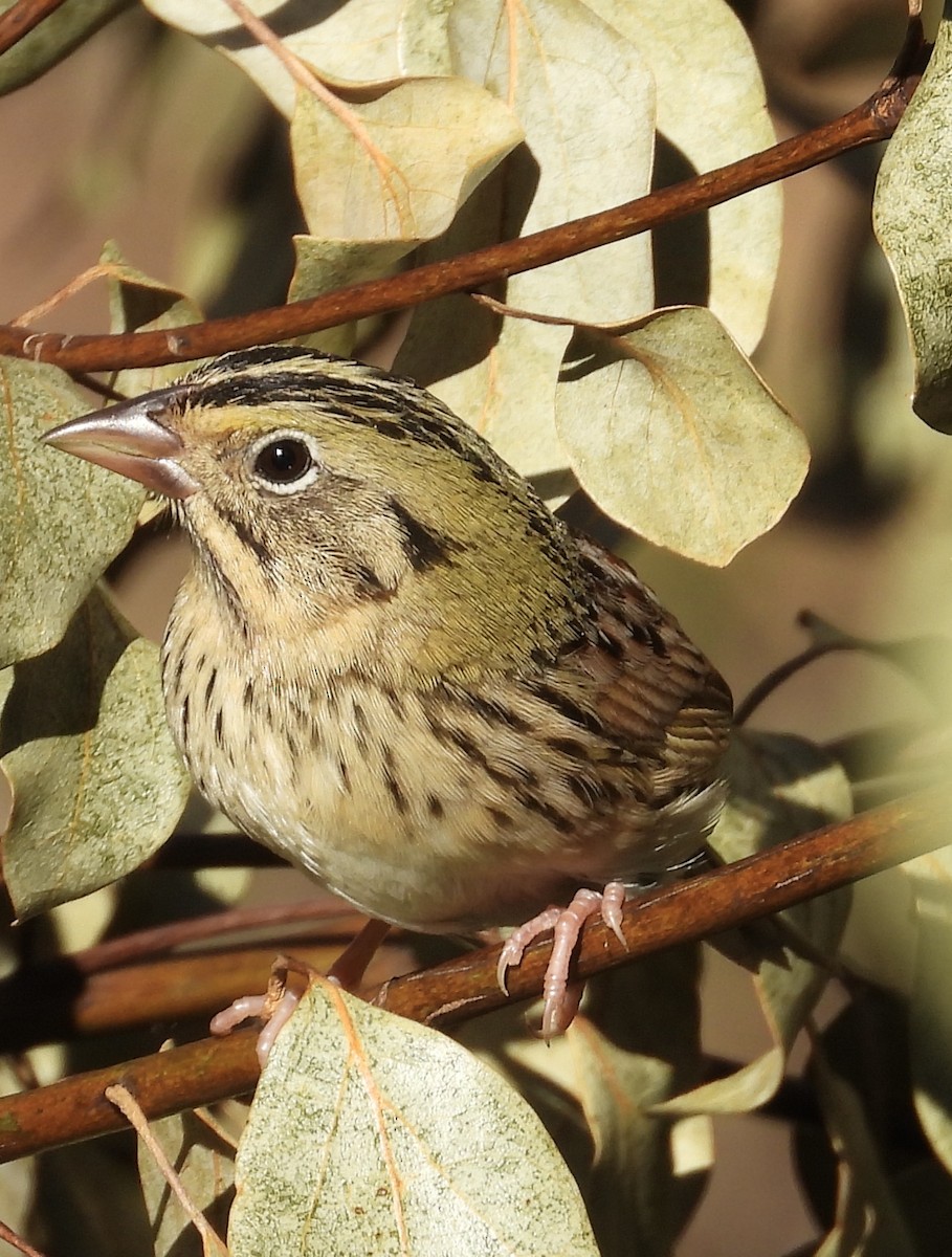 Henslow's Sparrow - ML629736648