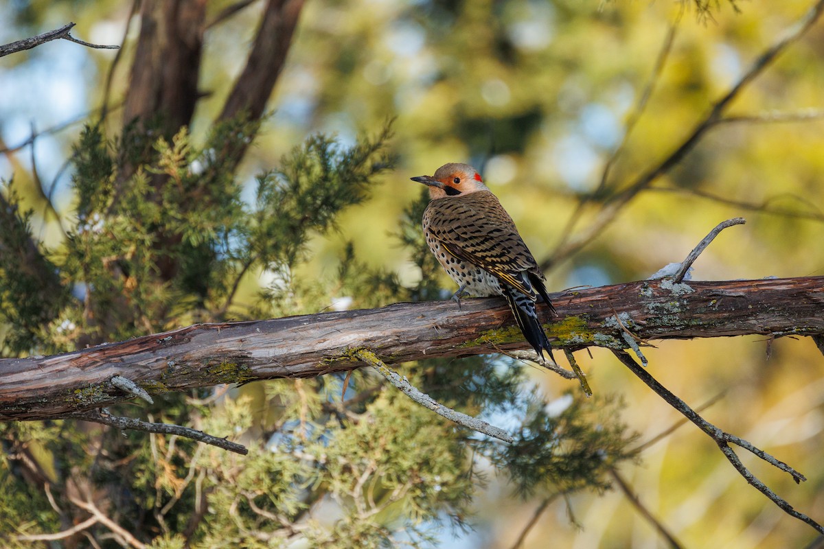 Northern Flicker - ML629737020