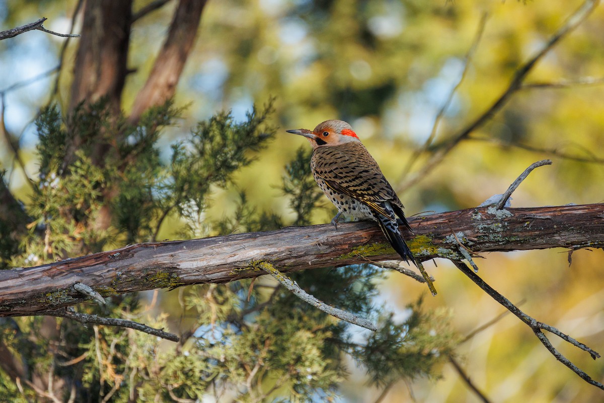 Northern Flicker - ML629737021