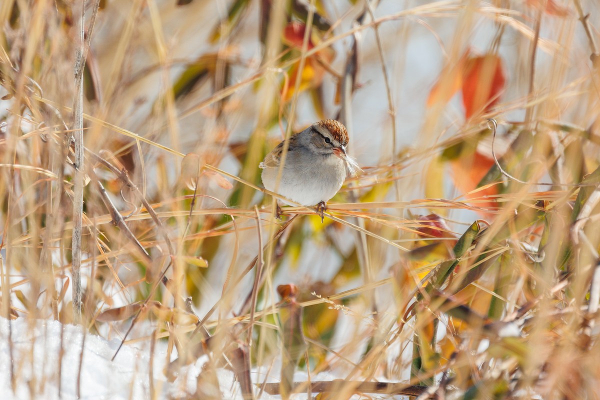 Chipping Sparrow - ML629737051