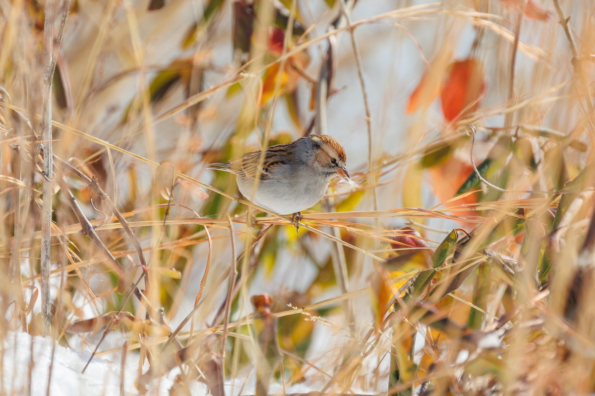 Chipping Sparrow - ML629737052