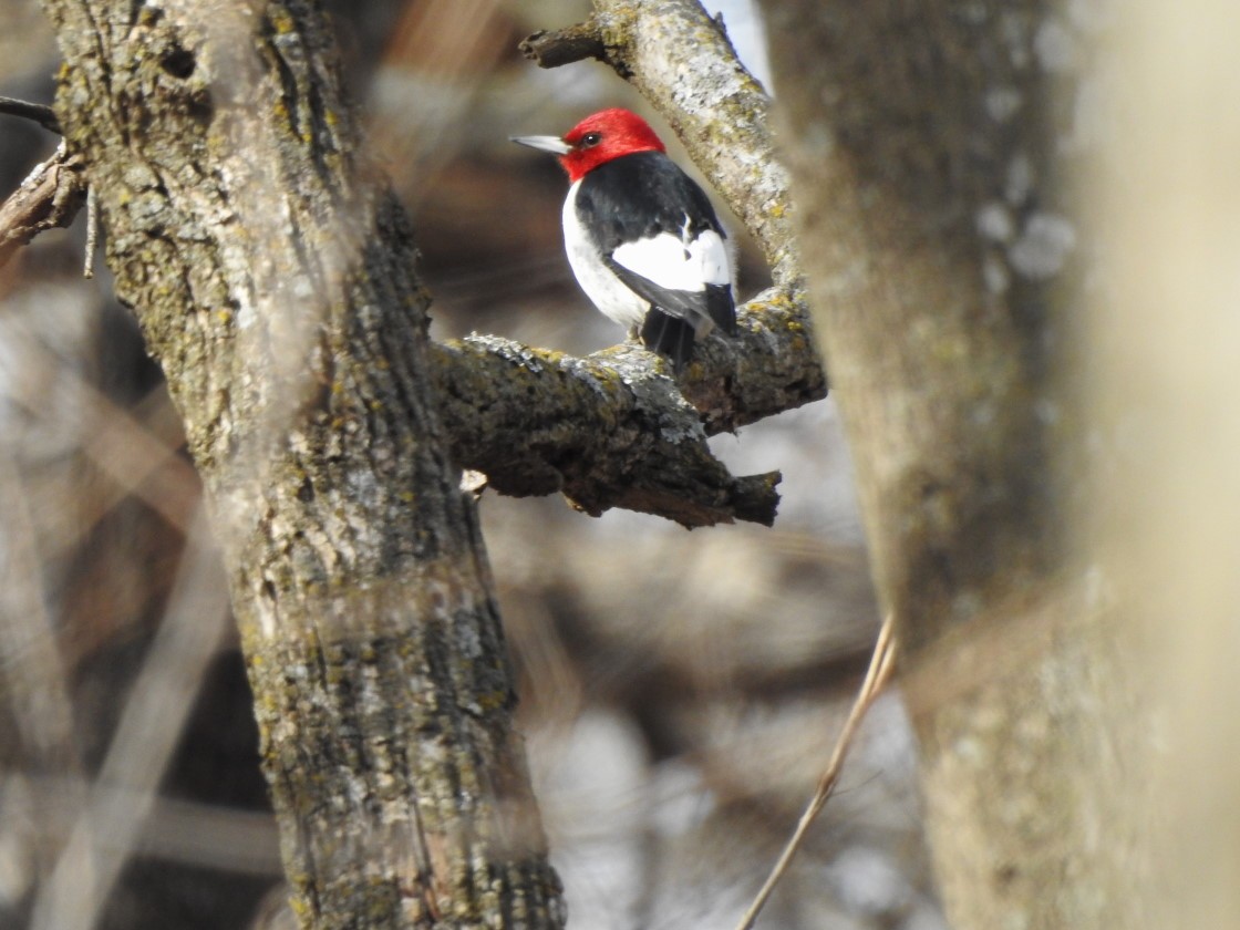 Rotkopfspecht - ML629737118