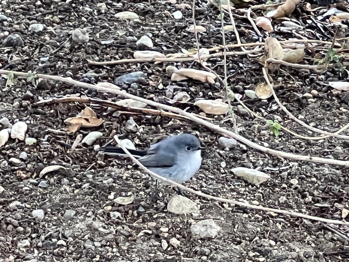 Blue-gray Gnatcatcher - ML629737164