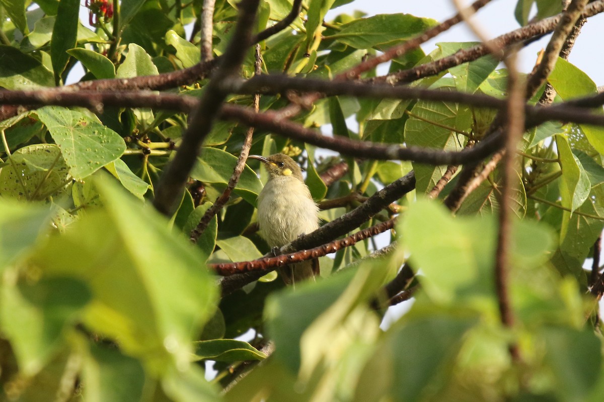Graceful Honeyeater - ML629737225