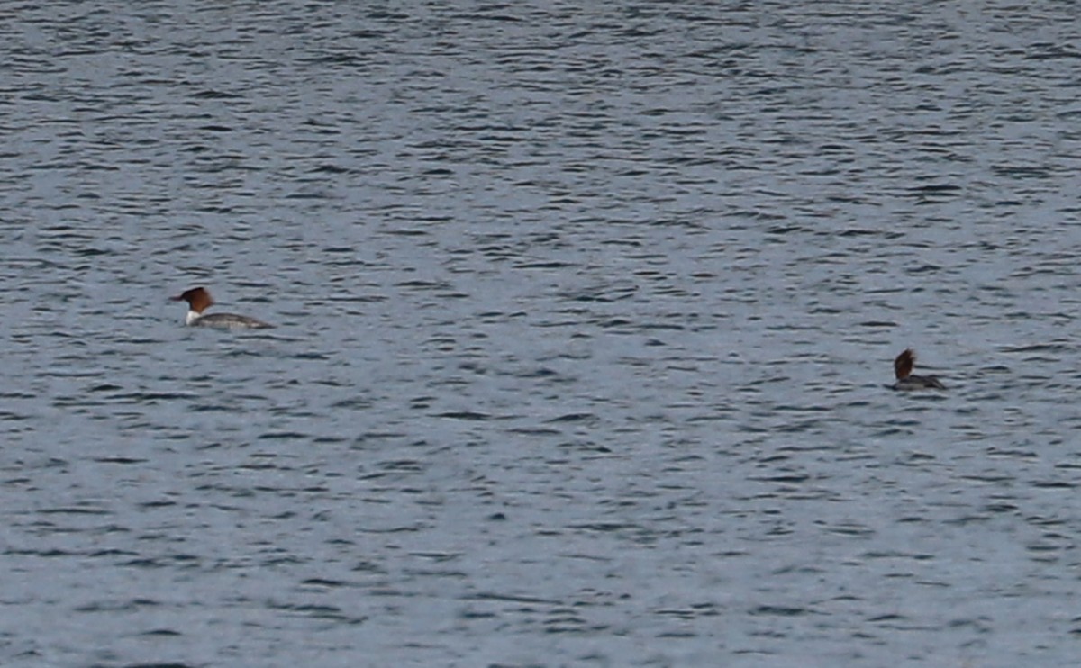 Common Merganser (North American) - ML629737336