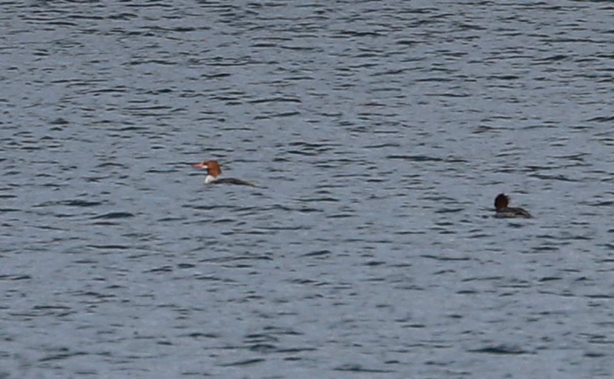 Common Merganser (North American) - ML629737340