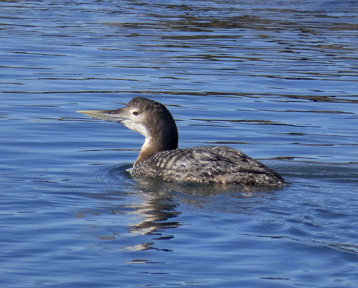 Yellow-billed Loon - ML629737341