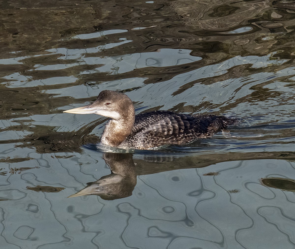 Yellow-billed Loon - ML629737342