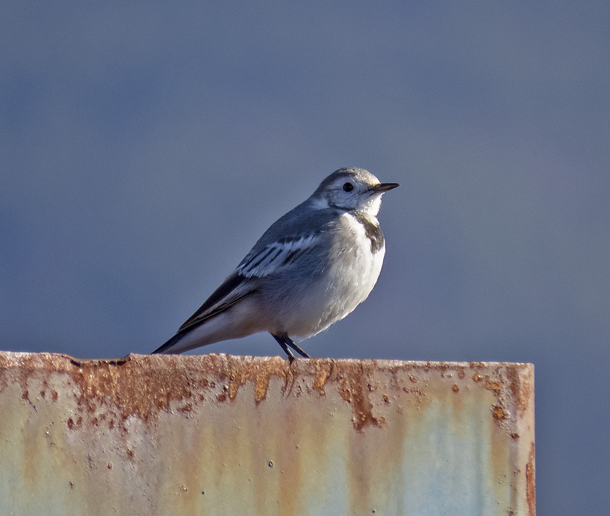 White Wagtail - ML629737375
