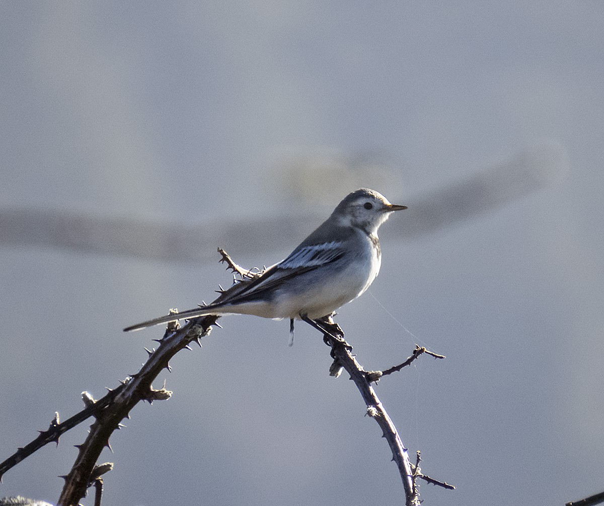 White Wagtail - ML629737376