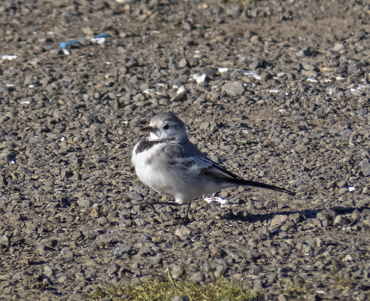 White Wagtail - ML629737377