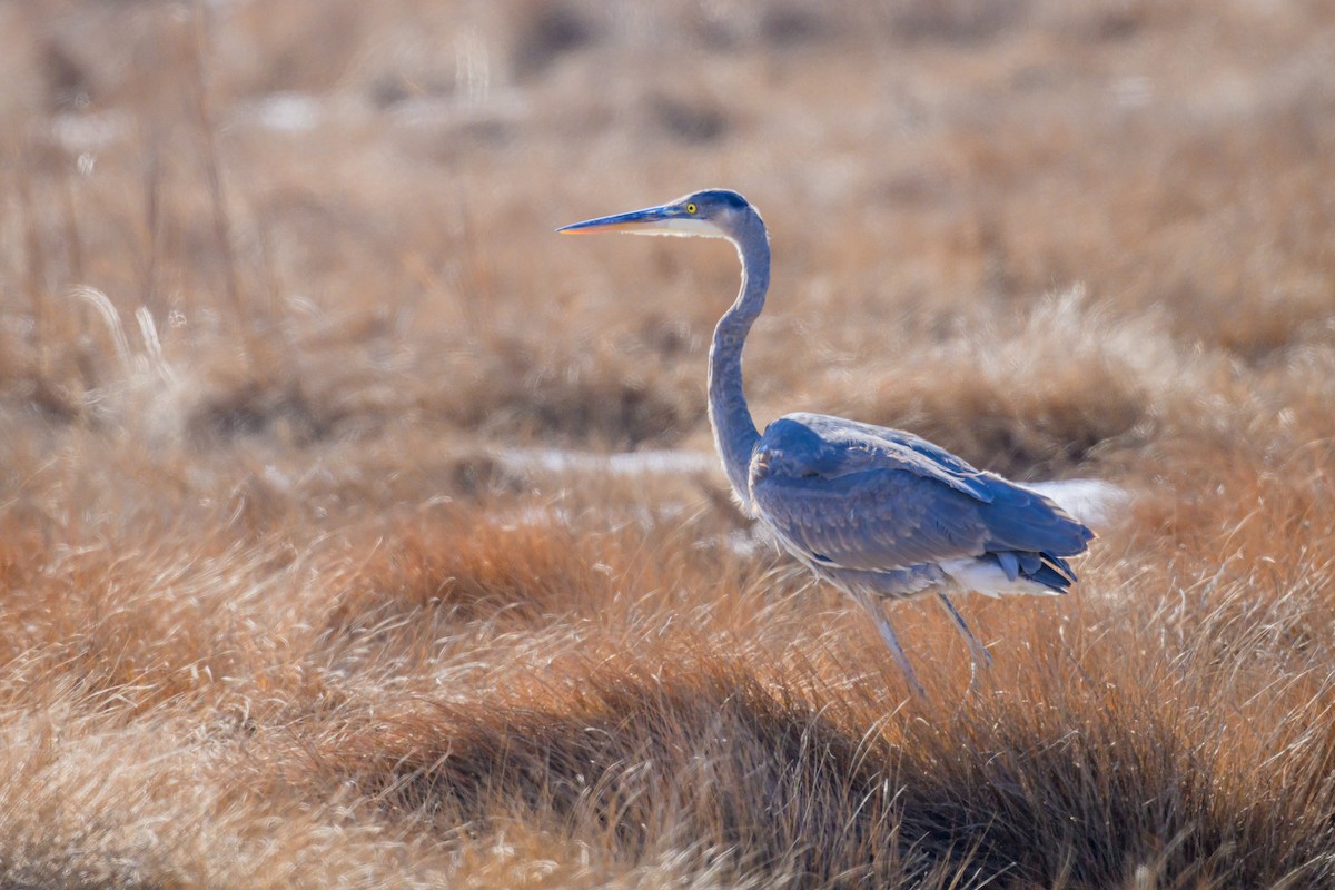 Great Blue Heron - ML629737510