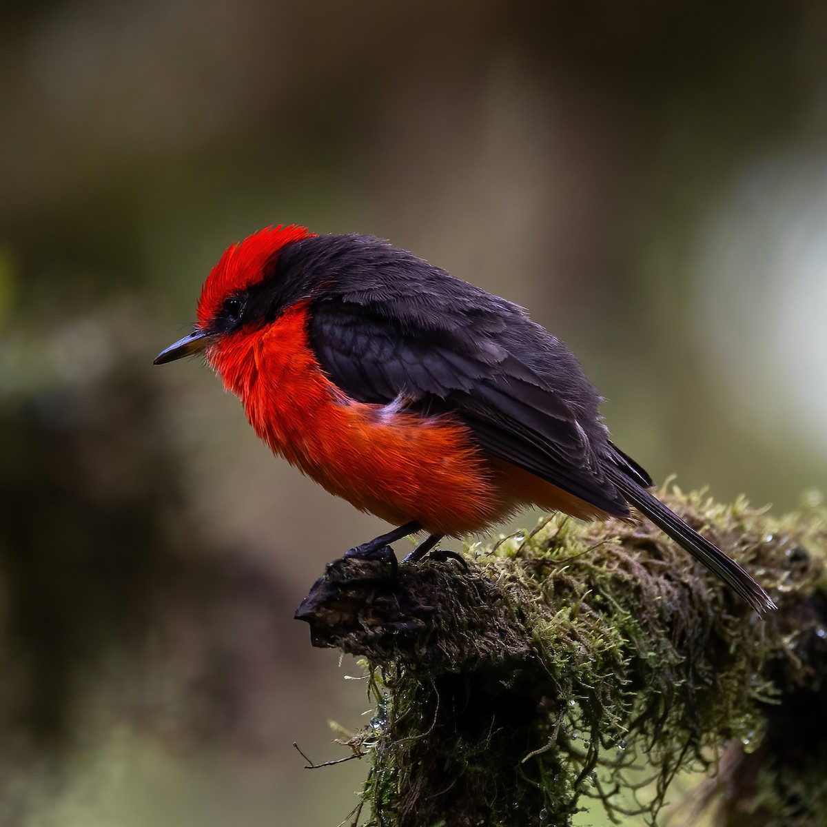 Brujo Flycatcher (Galapagos) - ML629737708