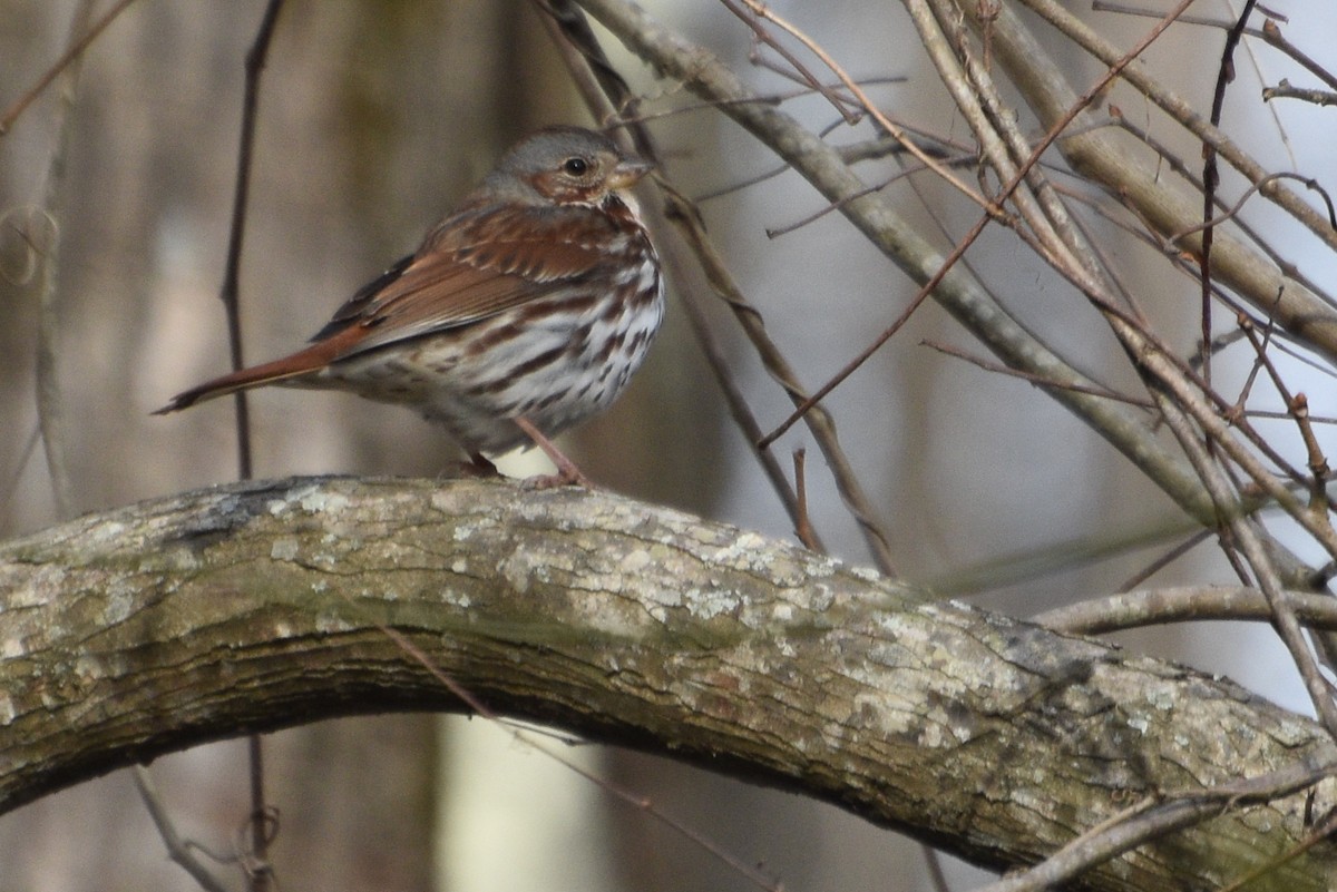 Fox Sparrow - ML629737870