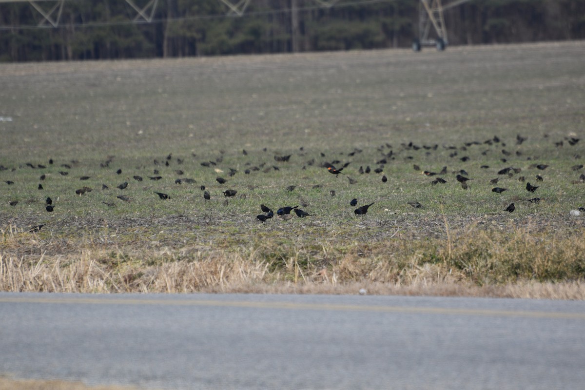 Red-winged Blackbird - ML629737921