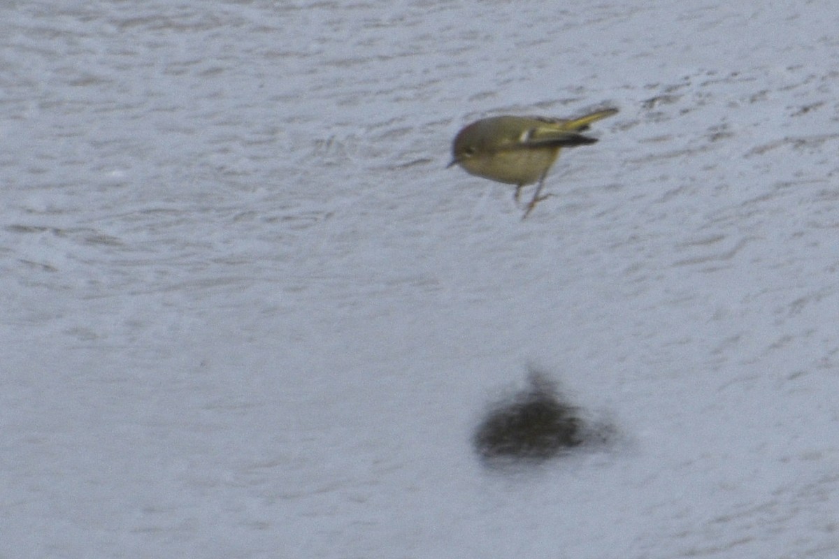 Ruby-crowned Kinglet - ML629738139