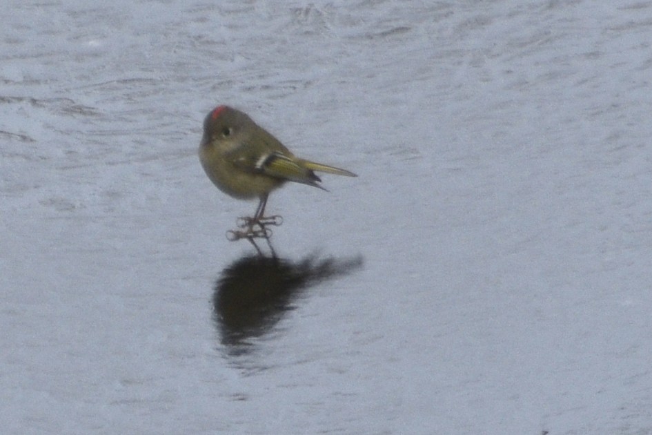 Ruby-crowned Kinglet - ML629738140