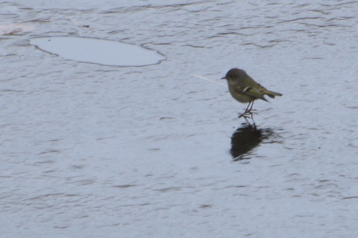 Ruby-crowned Kinglet - ML629738141